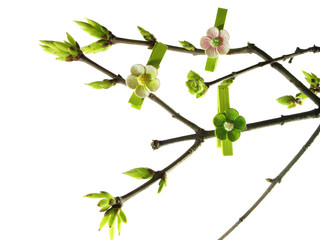Spring twig