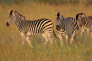 Fototapeta na wymiar Plains or Burchell's Zebras