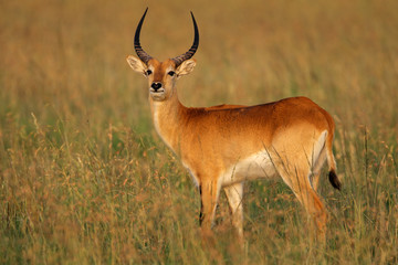 Naklejka na ściany i meble Red lechwe antelope