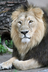 Obraz na płótnie Canvas Noble Lion portrait