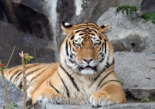 Tiger portrait