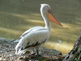 A pelican at the water