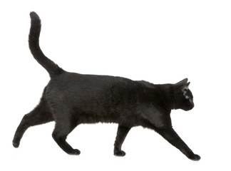 Black cat