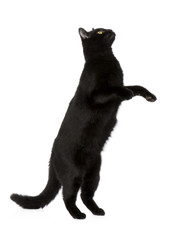 Black cat