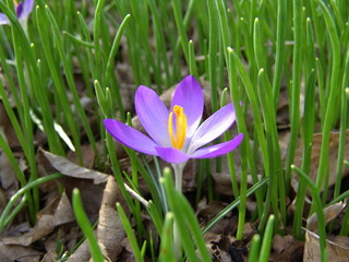 Obraz premium Spring