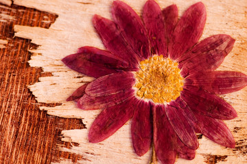 gepreßte Blüte auf Treibholz