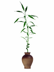 Fototapeta premium bambusspross in vase