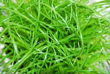 Brins d'herbes