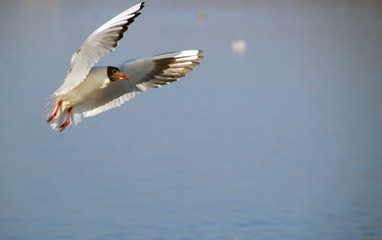 seagull