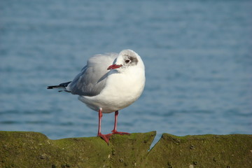 Mouette,Baie de somme