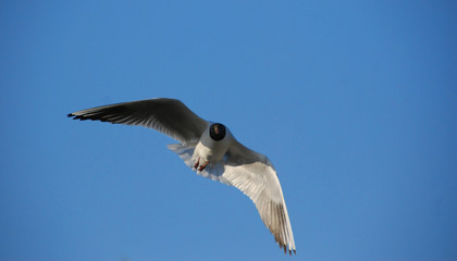 gulls
