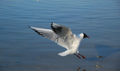 seagull