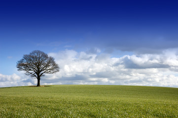 Fototapeta na wymiar Pojedyncze drzewo w polu