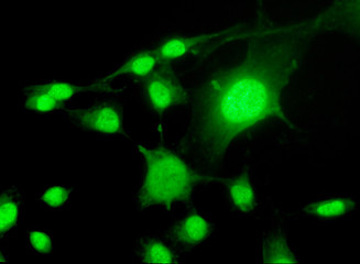 fluorescent cells - biology and science - 6574548