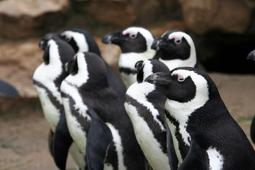 Group of funny penguins