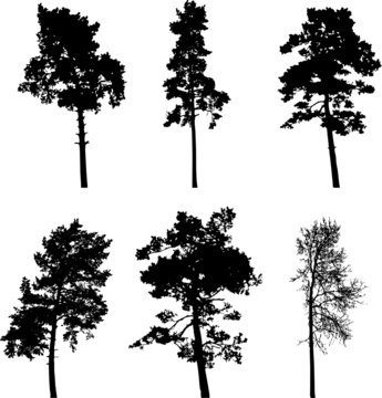Set isolated trees - 4. Silhouettes
