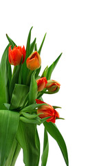Naklejka premium Beautiful tulips