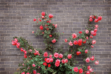 Naklejka premium Roses on brick wall