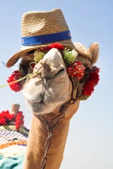 Foto auf Acrylglas Kamel Das afrikanische Kamel