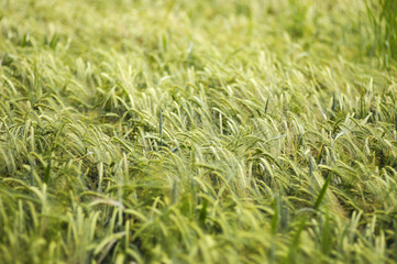 Waving Barley