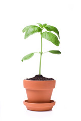 Basil