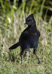 Jay
