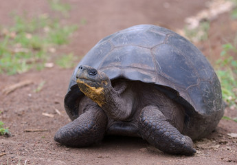 giant turtle, galapagos islands, ecuador