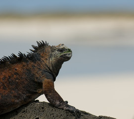 marine iguana in the beach