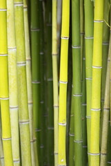 bambous verts