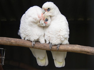 Cacatua bianchi