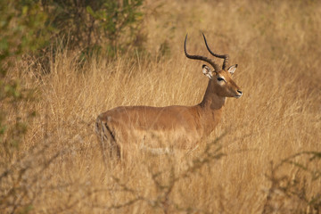 Naklejka na ściany i meble Impala Ram in grassland