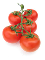 Tomato and tomatoes on the branch 