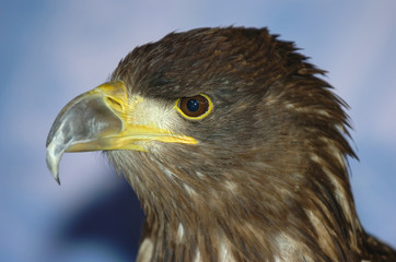 Eagle