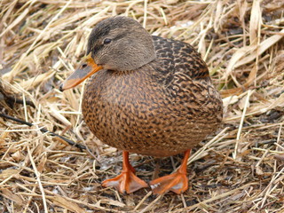 A duck in the rush