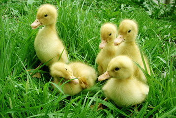 ducklings