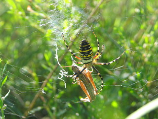 Argiope femelle et sa proie