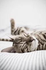 Fotobehang Sleepy cat © Mr Flibble