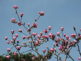 magnolia