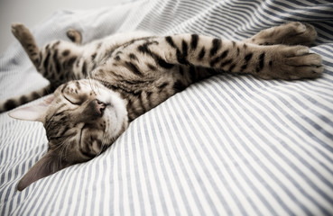 cat asleep