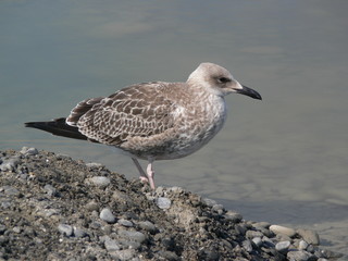 A sea gull in profile at the sea