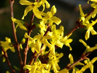 Forsythia blossom