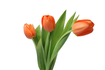 Three isolated red tulips on white