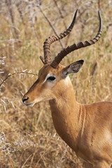 Impala Ram in Bushveld
