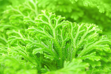 Selaginella