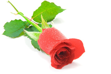 red rose