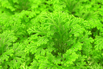 Selaginella