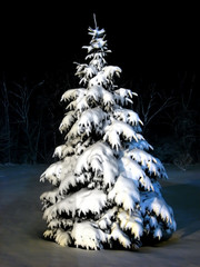up close snow pine at night