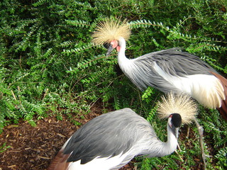 Vögel