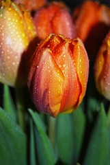 Orange beautiful tulips