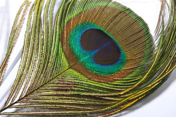 Feather of the peacock, the peacock eye